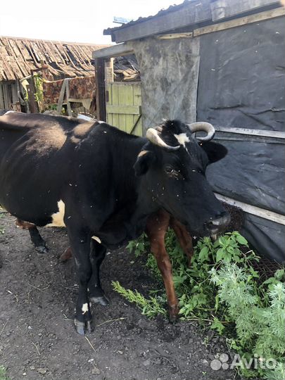 Продам корову