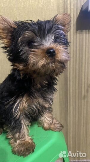 Йоркширский терьер мини, беби фейс, девочка