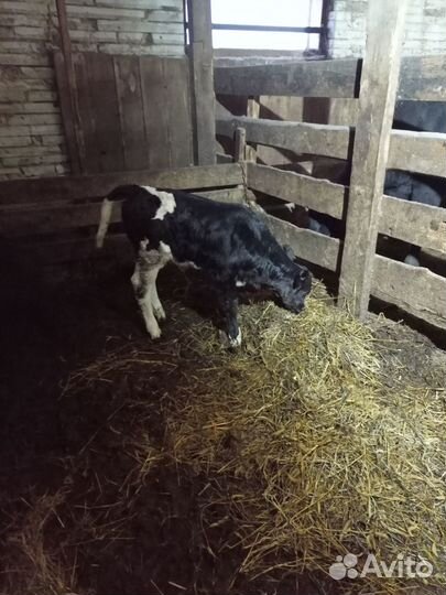 Телята телочки