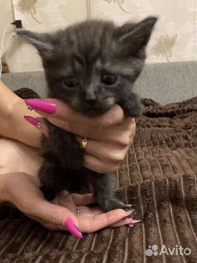 Шотландские прямоухие котята