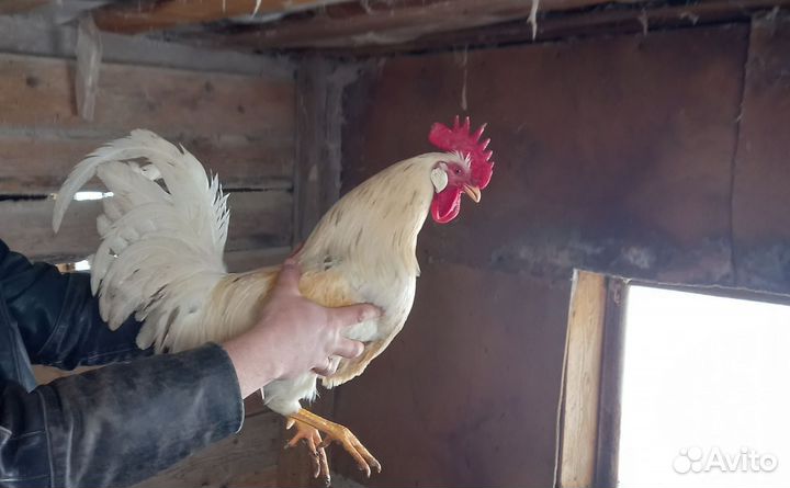 Домашние молодые петухи