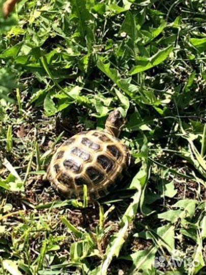 Черепаха сухопутная с террариумом