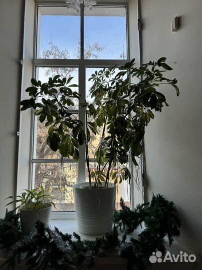 Фикус шефлера