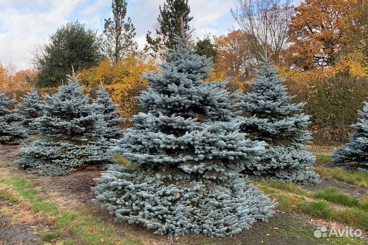 Продаем саженцы ели