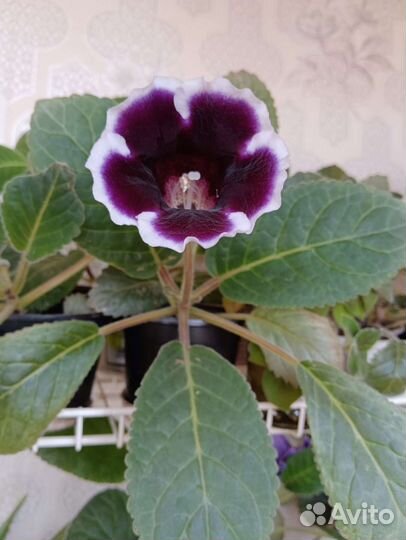 Глоксиния тидея