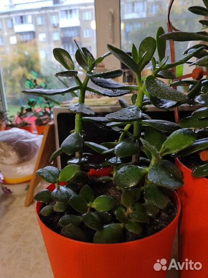 Толстянка Живое дерево Крассула Денежное дерево
