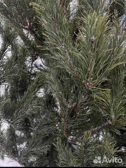 Елка живая розница