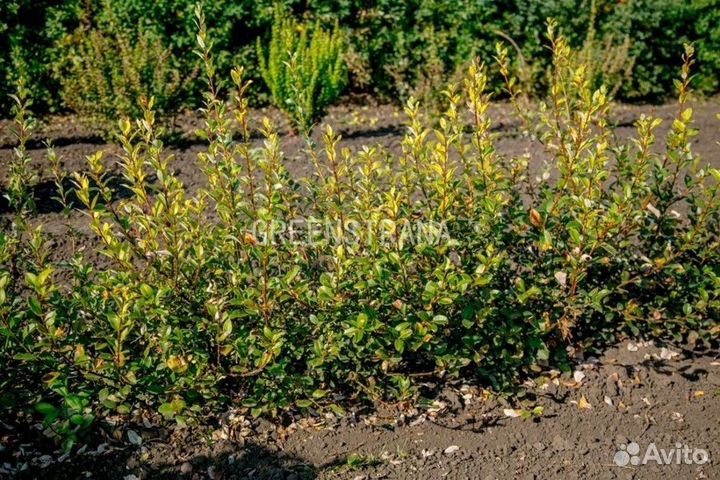 Ива Брекквиер