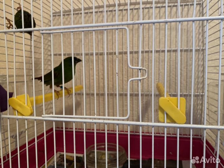 Трехцветные попугайные амадины