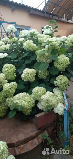 Гортензия Анабель