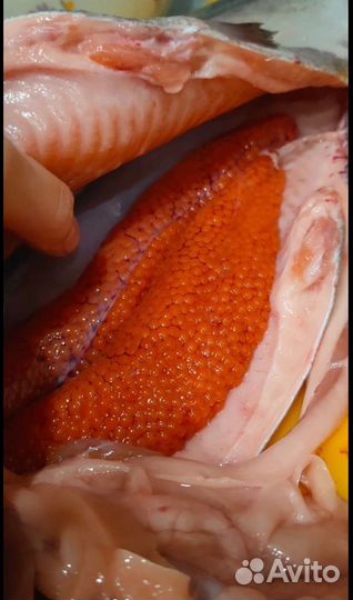Форель охлажденная
