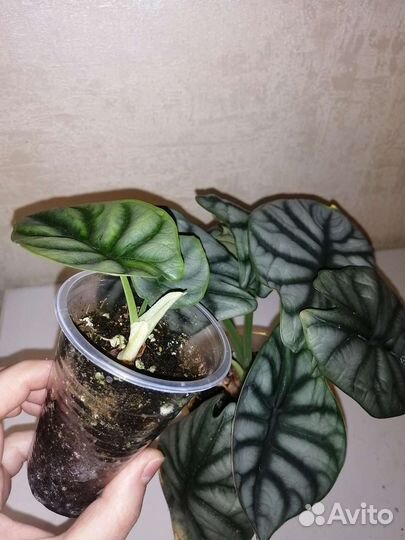 Алоказии, сильвер драгон, лонгилоба и др сорта