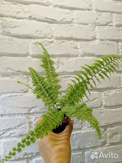 Комнатный ананас, инжир фига, гранат, банан