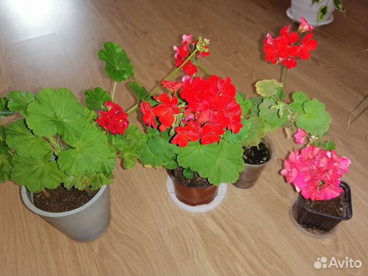 Пеларгония цветущая (герань)