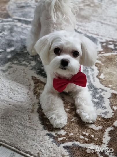 Щенки мальтезе мини