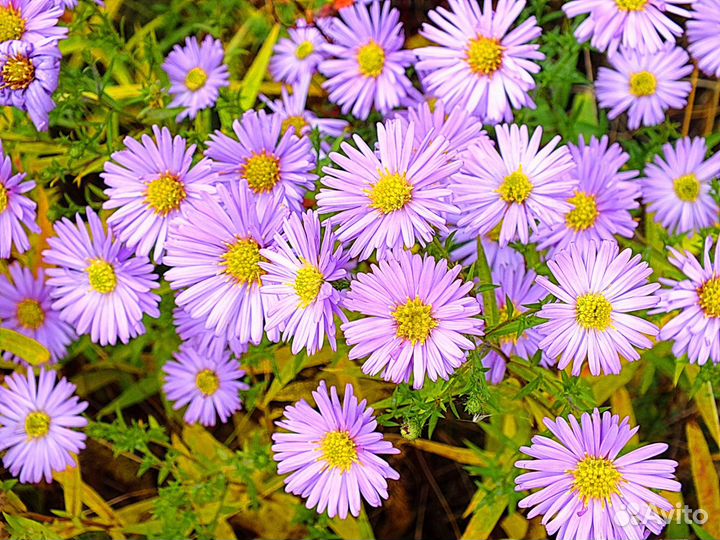 Цветы Октябрины