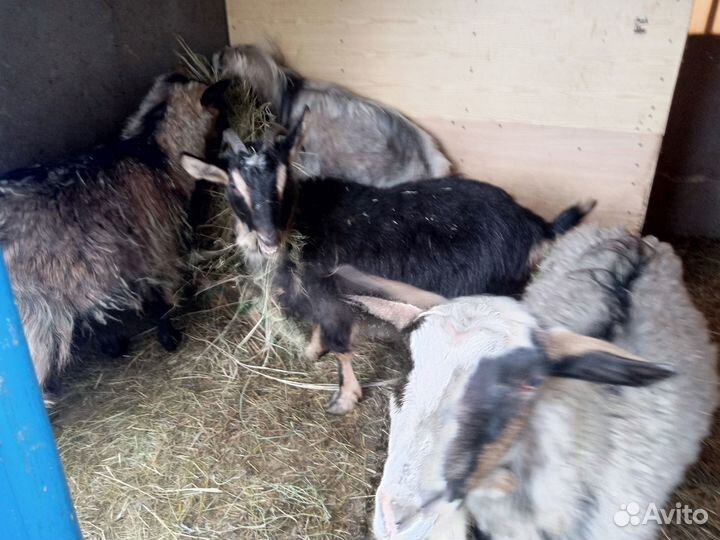 Продаются козы
