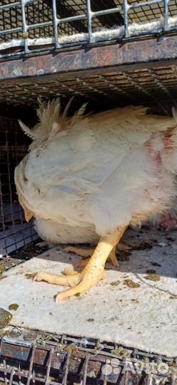 Куры бройлеры
