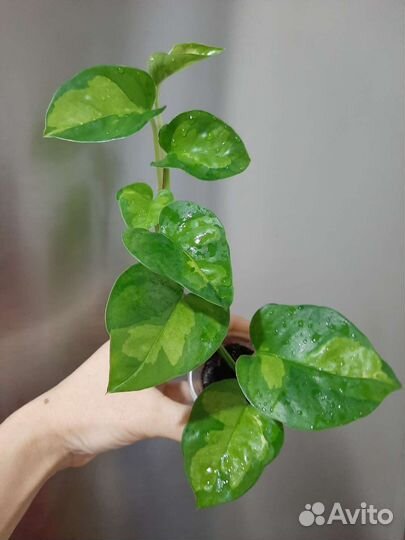 Эпипремнумы