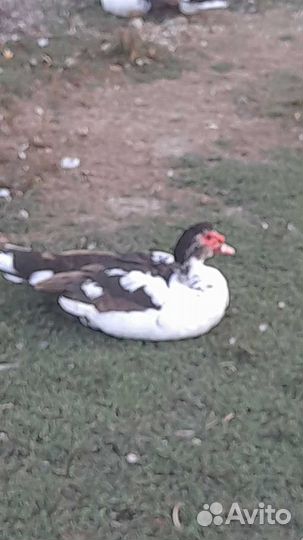 Продаются утаки(индаутки) 6 месяцев,1500