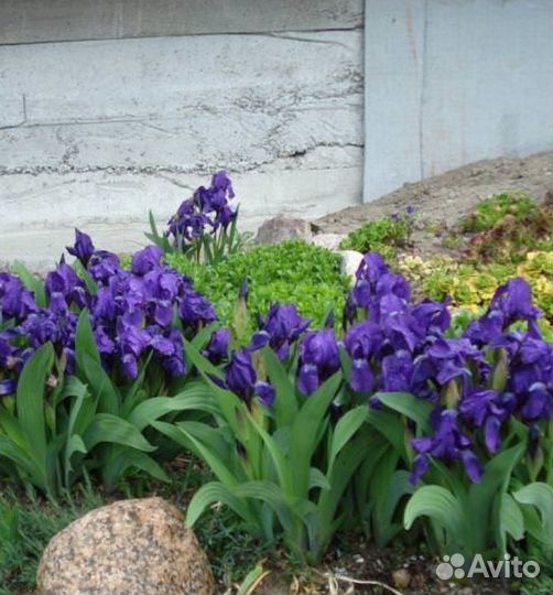 Ирис чернильный,синий,лиловый,сибир,болотный