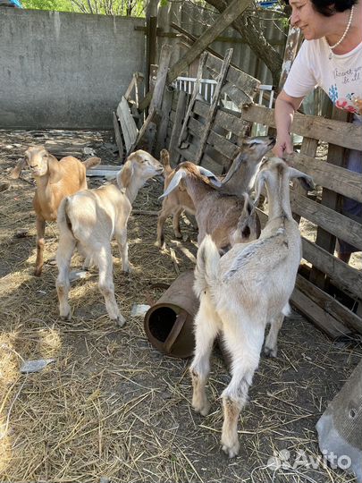 Альпо-нубийские козы и козлы