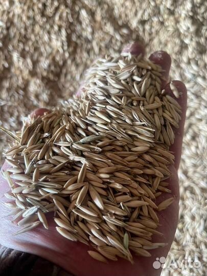 Овёс,ячмень,втм,пшеница