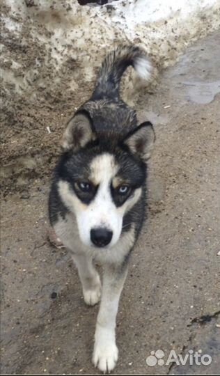 Щенки в добрые руки