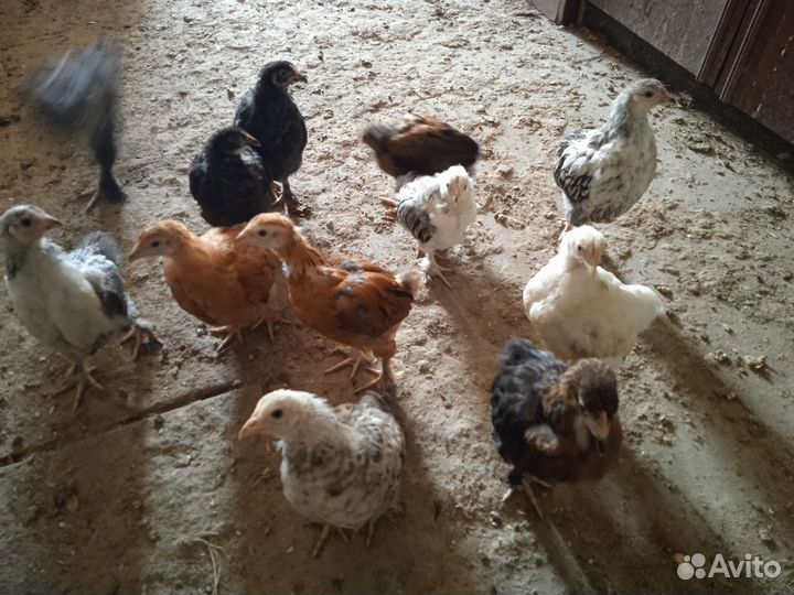 Цыплята подрощенные