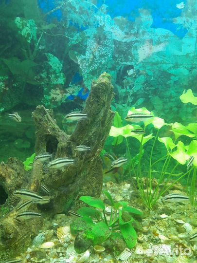 Аквариумные рыбки