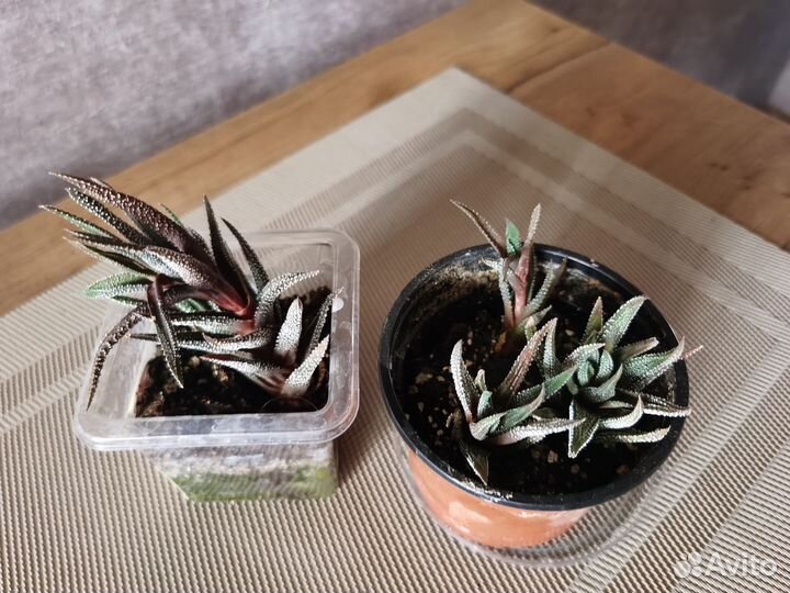 Кактусы и суккуленты