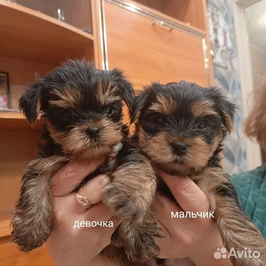 Йоркширский терьер щенки