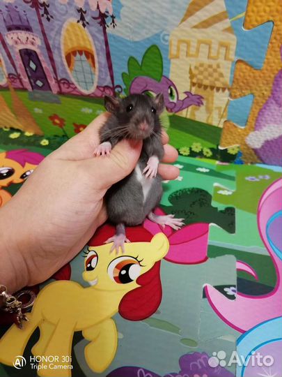 Крысята Дамбо Крыски Крыса Клетка