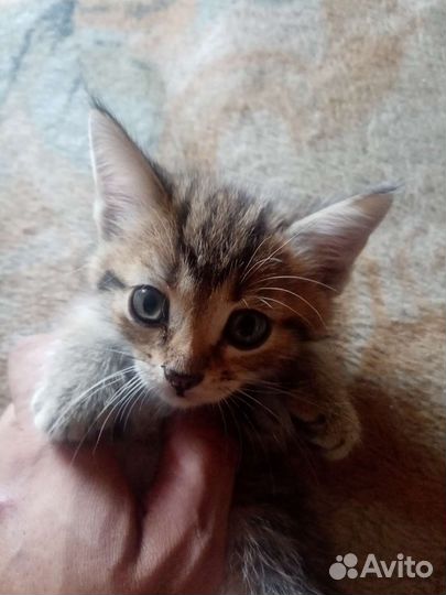 Британский вислоухий