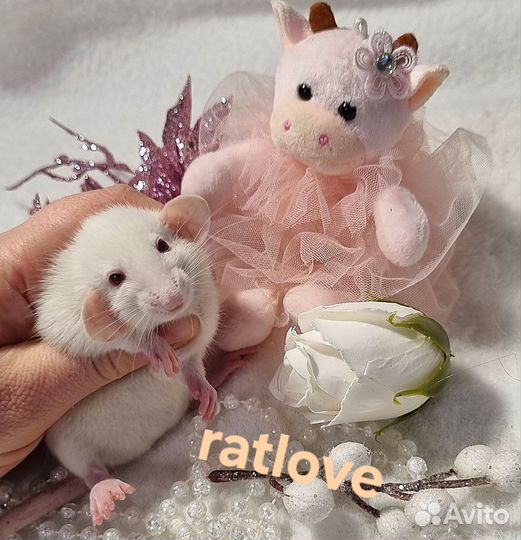 Крысята дамбо малышки девчонки