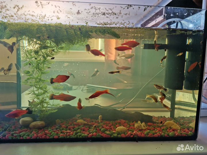 Аквариум с рыбками
