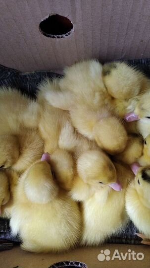 Индоутята суточные