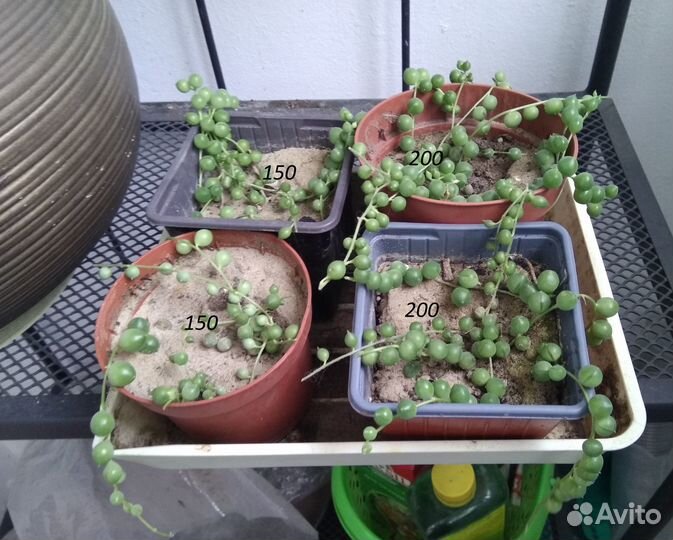 Растения комнатные и садовые