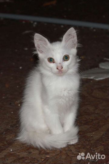 Кошка в добрые руки