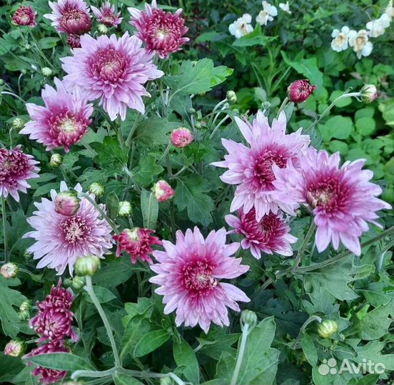 Хризантемы