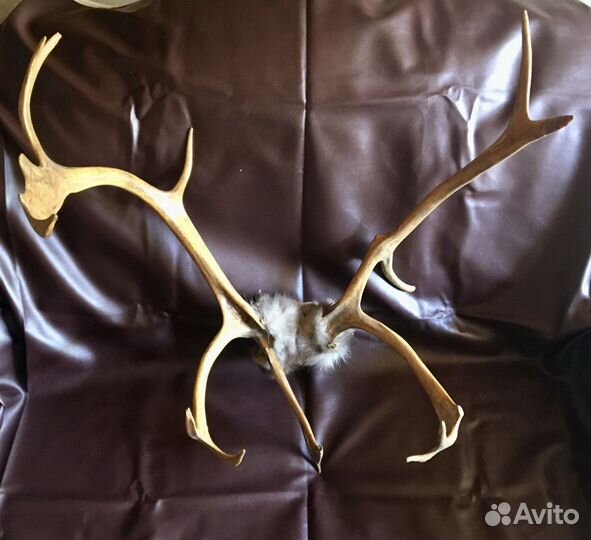 Оленьи рога