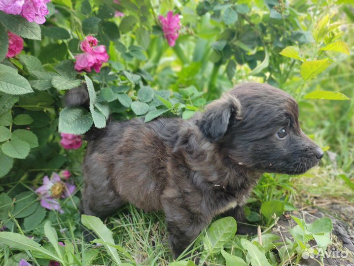 Отдадим щенят в добрые ручки