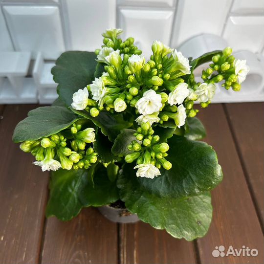 Каланхоэ Каландива вайт