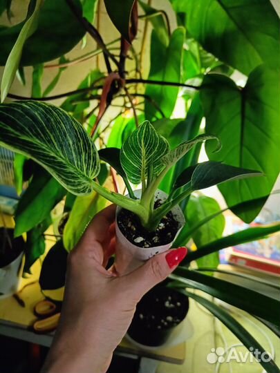 Филодендрон биркин