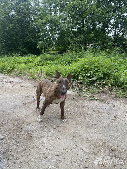 Бультерьер вязка