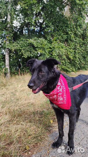 Собаку сдали в приют как вещь