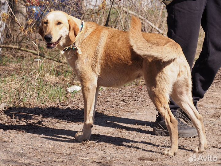 Собака Ляля