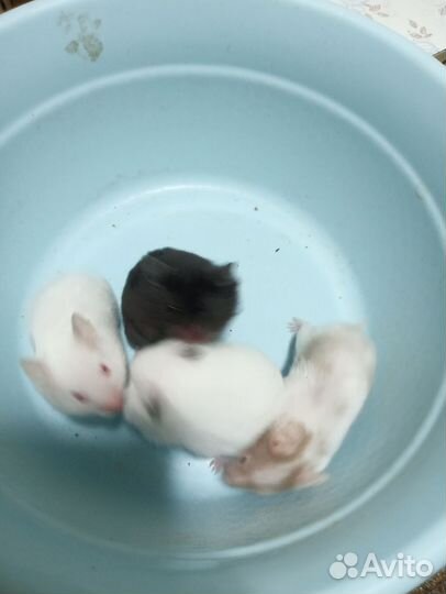 Джунгарские и сирийские хомячки, цветные мыши