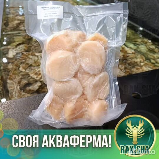 Морской гребешок филе заморозка Морепродукты