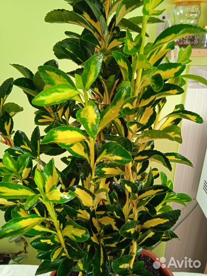 Бересклет японский